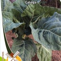 Couve Galega Couve Galega