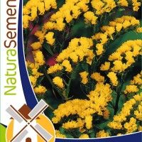 Statice Amarelo