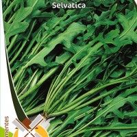 Rúcula Selvática Rúcula Selvática