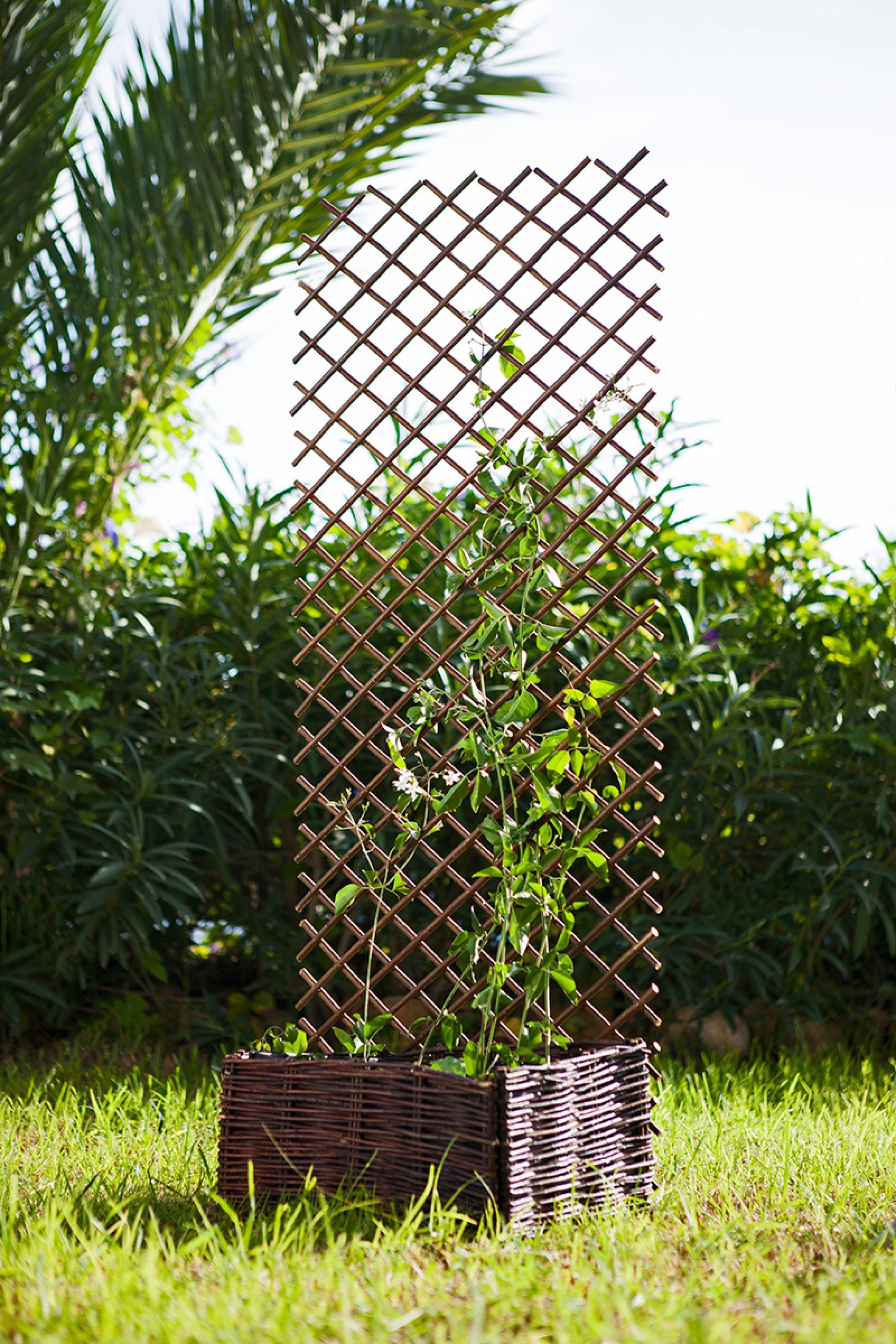 Celosia Extensivel Em Vime 1x2mt