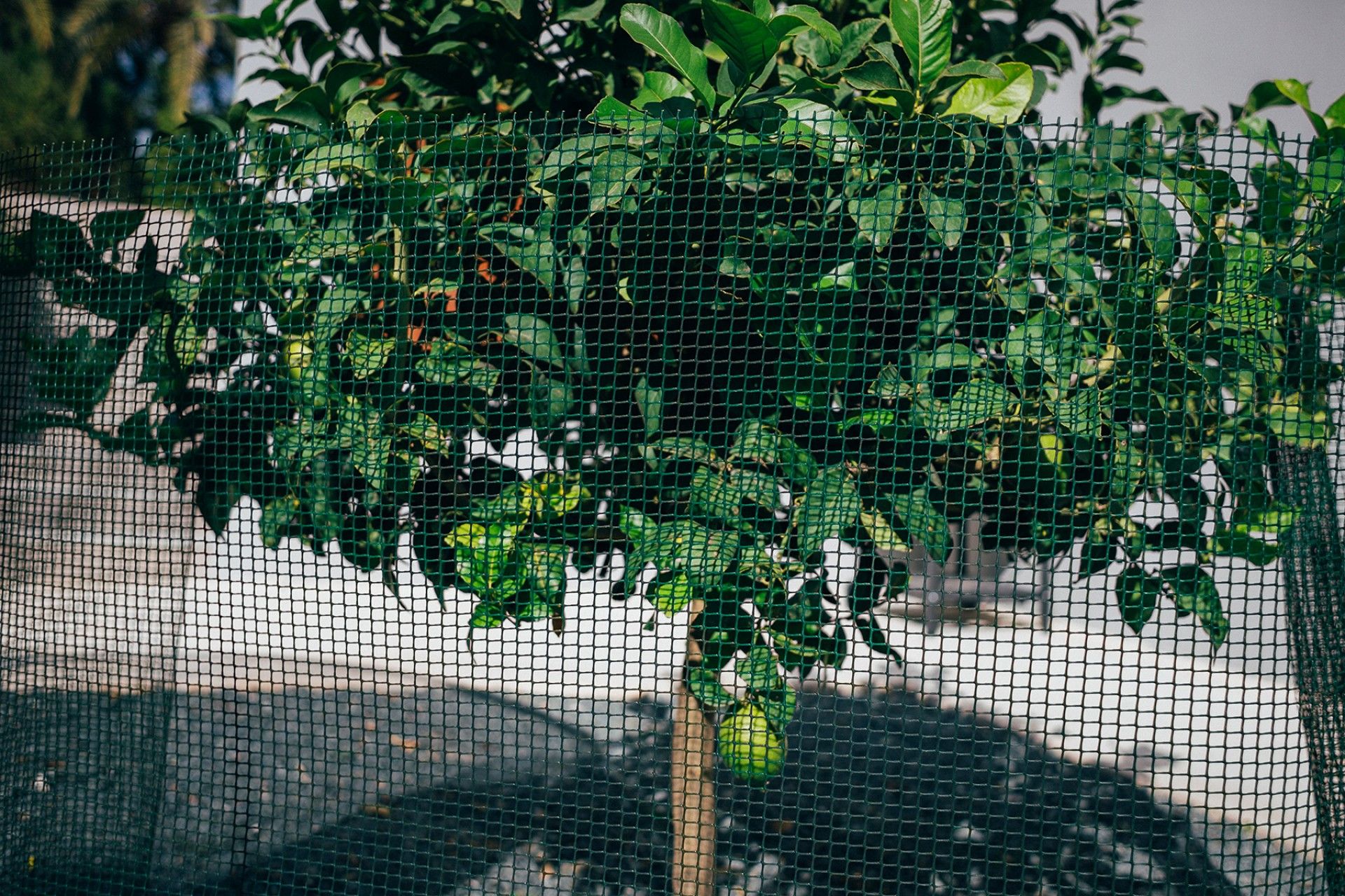 Rede Malha Quadrada 10 1x5m Verde