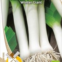 Alho Francês Winter Giant Bio Alho Francês Winter Giant Bio