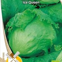 Alface Ice Queen Bio Alface Ice Queen Bio