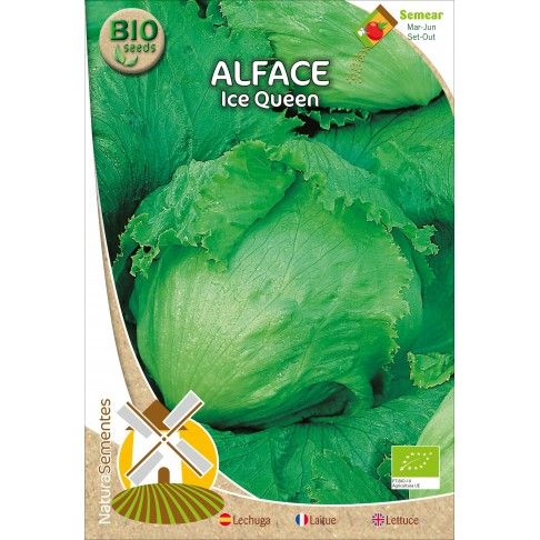 Alface Ice Queen Bio Alface Ice Queen Bio