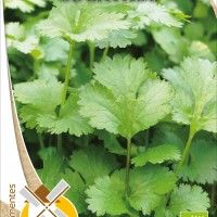 Coentros Bio Coentros Bio