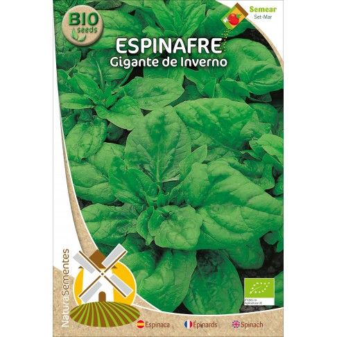 Espinafre Gigante De Inverno Bio Espinafre Gigante De Inverno Bio