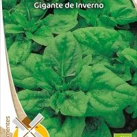 Espinafre Gigante De Inverno Bio Espinafre Gigante De Inverno Bio