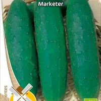 Pepino Marketer Bio Pepino Marketer Bio