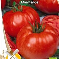 Tomate Marmande Bio Tomate Marmande Bio