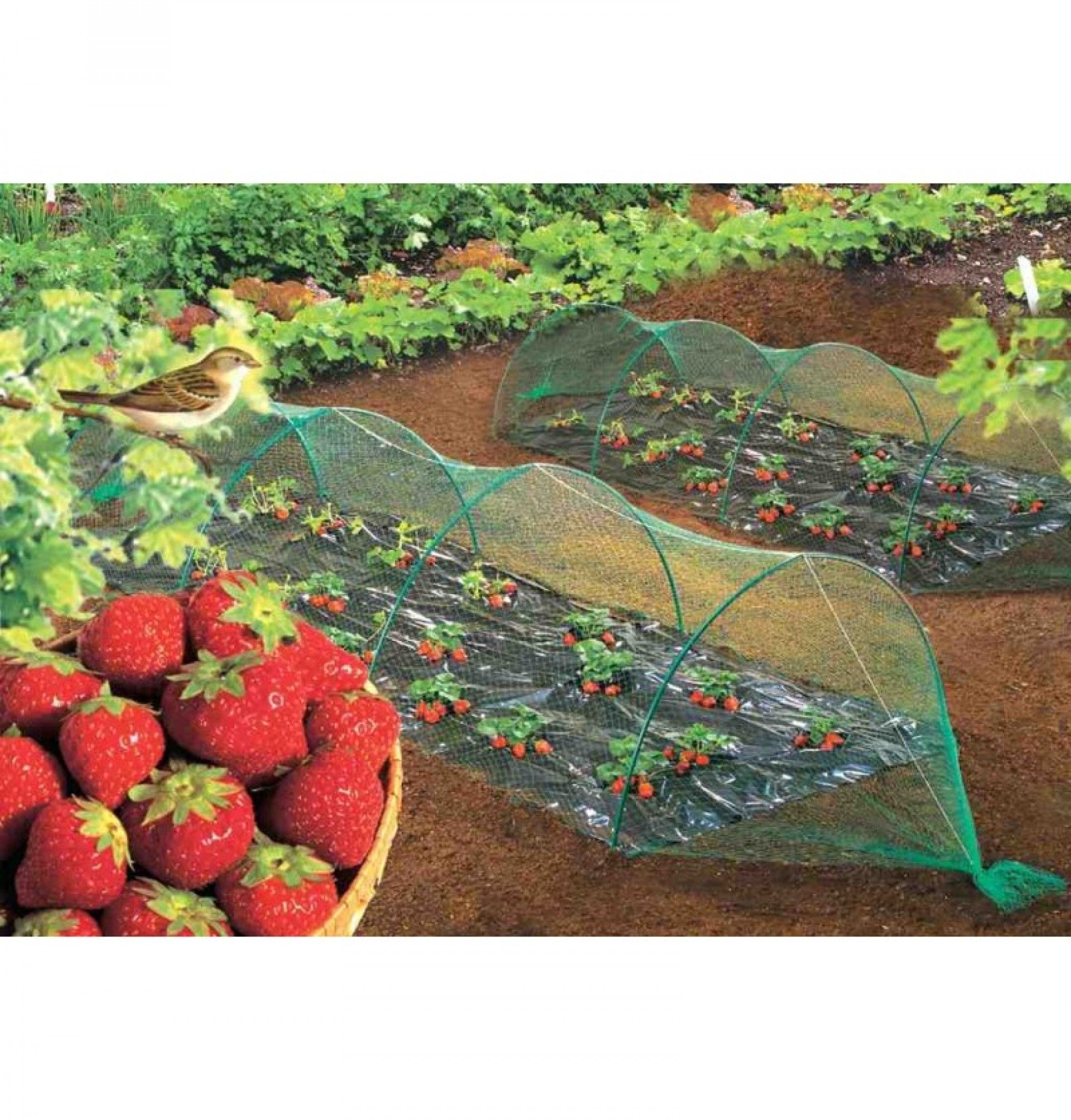 Rede Anti Passaro 8x10m Ne Birdnet