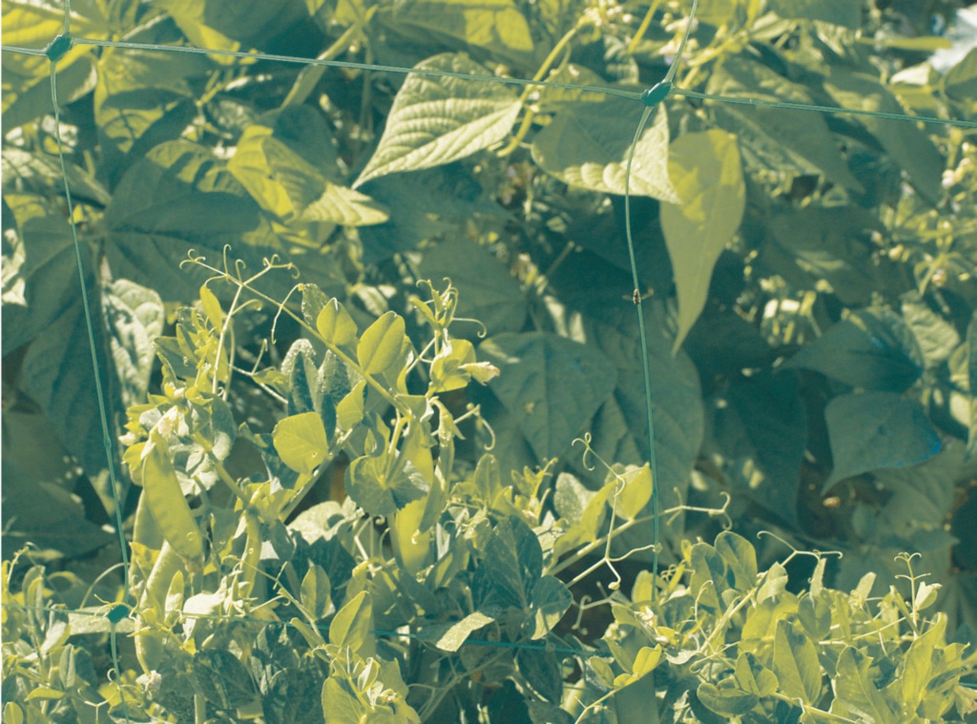 Rede Tutora 1x5m Verde