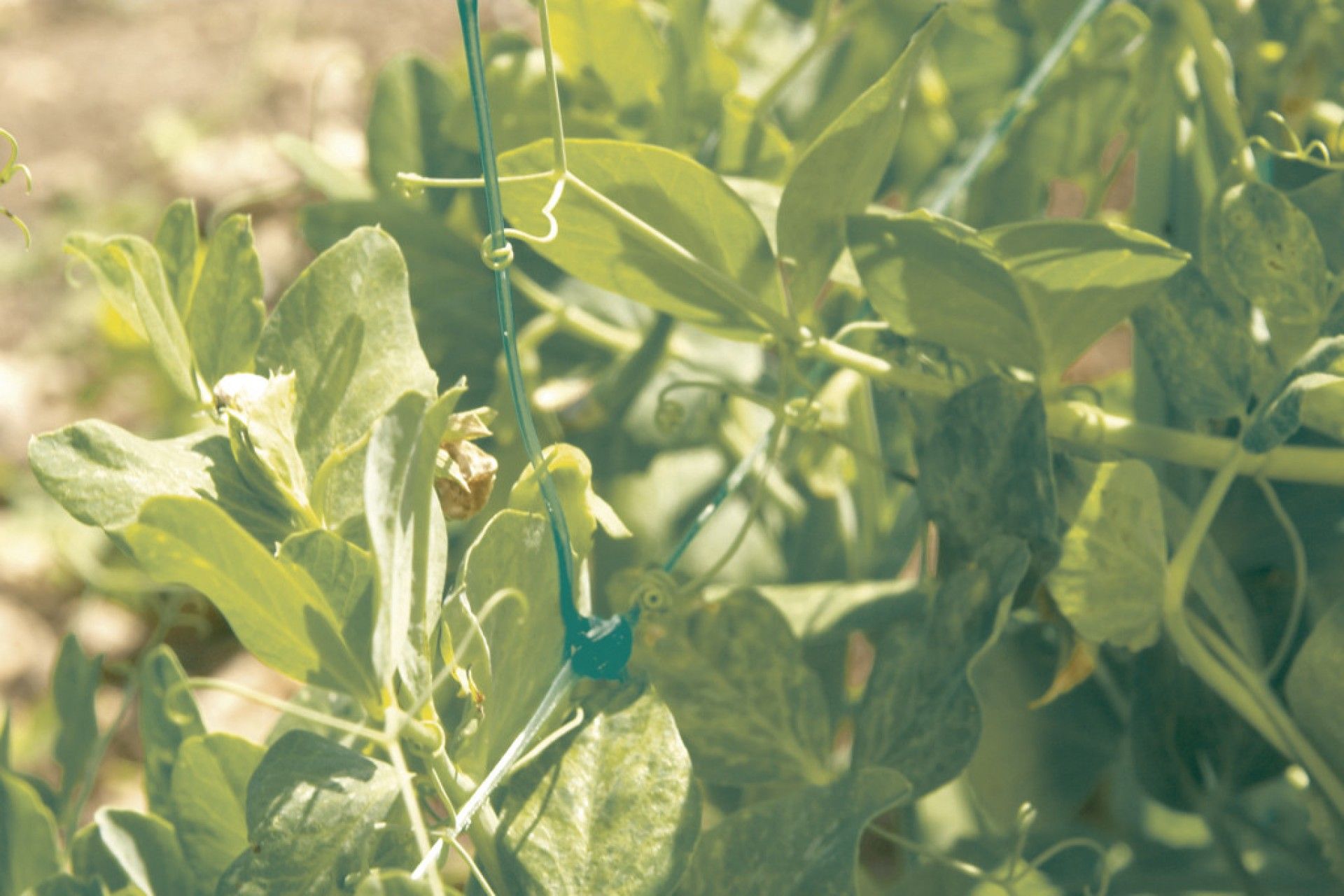 Rede Tutora 1x5m Verde